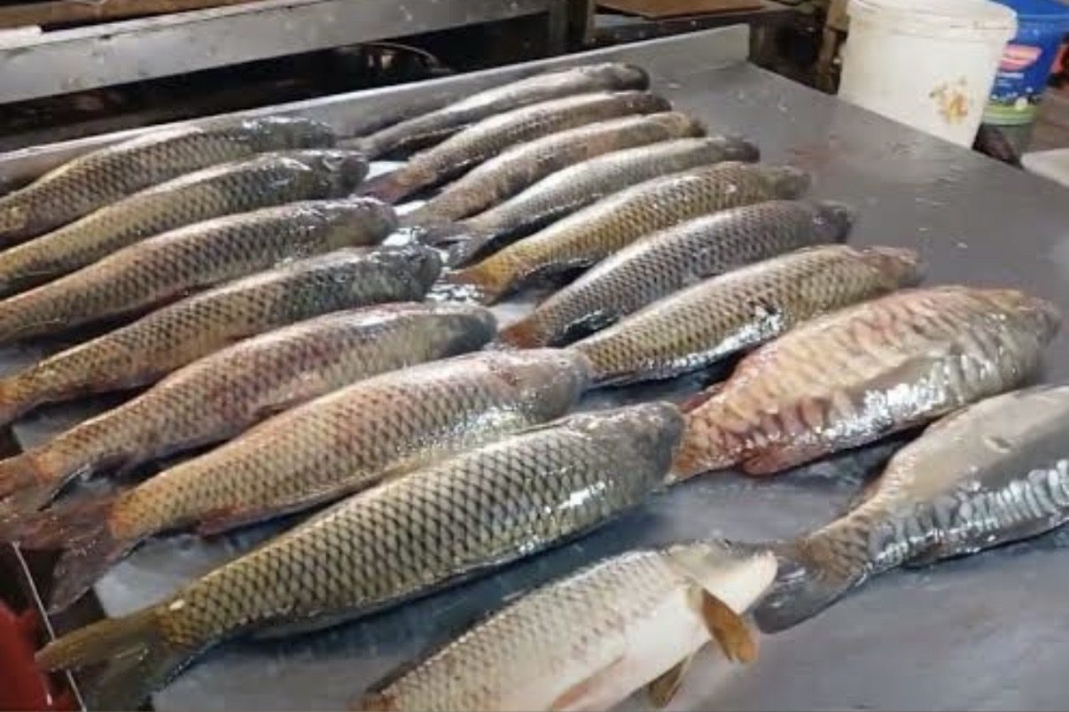 Bazarlarda açıq şəkildə satılan balıqlar: gigiyena və sağlamlıq təhlükəsi