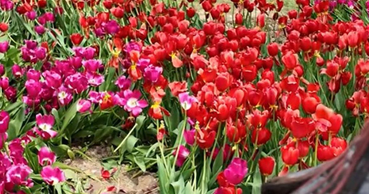 Bakı Bulvarında yaşıllıqlar zədələnib