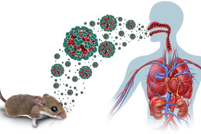 Hantavirus nədir və necə qorunmalı? - Səhiyyə ekspertindən VACİB AÇIQLAMA